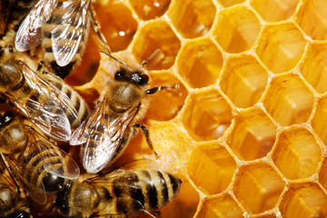 bees on honeycells