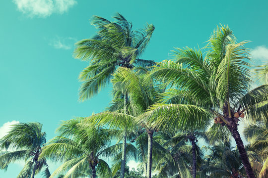 Palm trees over cloudy sky background. Vintage style