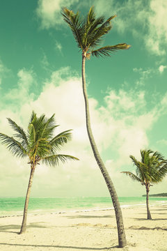 Palm trees growing on sandy beach. Coast of Atlantic ocean