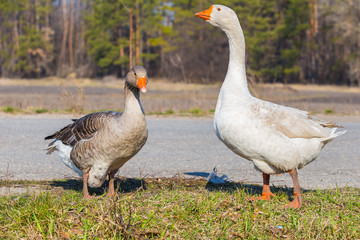 gooses pair