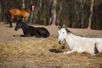 White foal