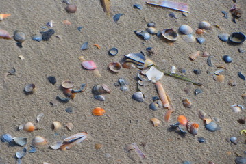 Muschelsplitter auf Strand