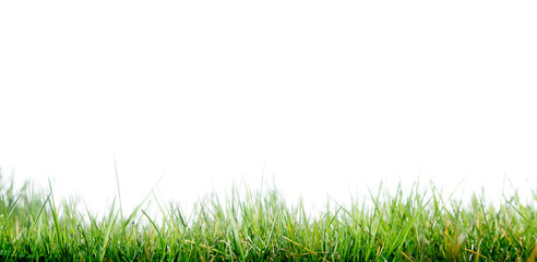 Fototapeta premium Grass