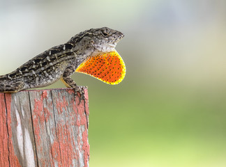 Brown Anole Lizard Puffed Up Red Pouch to Warn Passerby