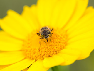 Eristalinus taeniops on yellow daisy