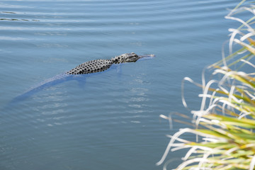American Alligator Swimming in a River