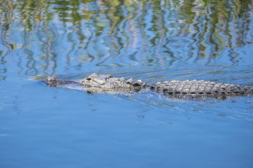 American Alligator Swimming in a River