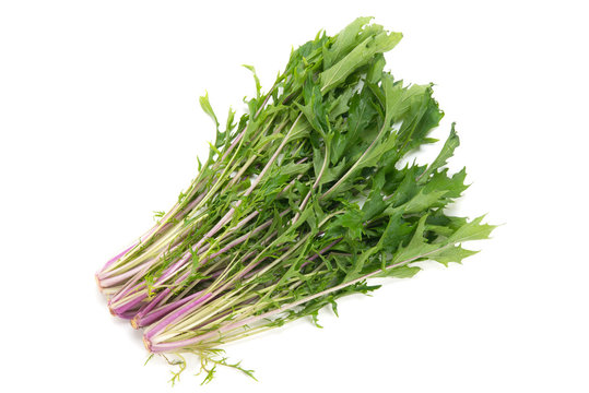 紅水菜photos Royalty Free Images Graphics Vectors Videos Adobe Stock