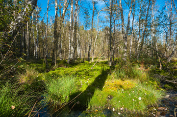 Schwenninger Moos, Villingen-Schwenningen