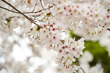 Cherry blossoms