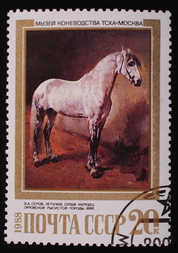 Moscow, USSR-CIRCA 1988: Postage stamp  gray stallion