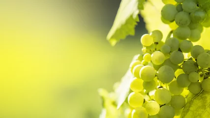 Fotobehang White grapes © tostphoto