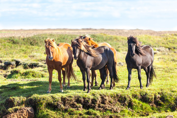 Fototapeta premium Horses in a green field of Iceland