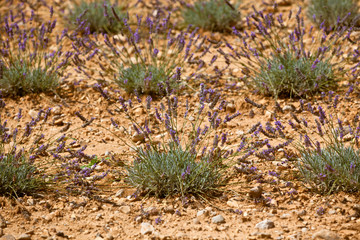 Naklejka na ściany i meble Summer lavender field in Provence, France