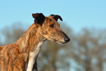 Galgo Espanol Portrait