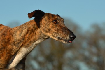 Galgo Espanol Portrait