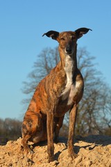 sitzender Galgo