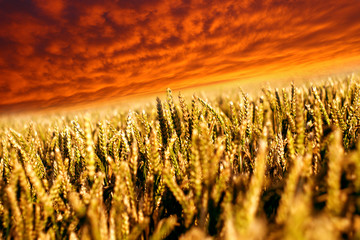 field and red sky