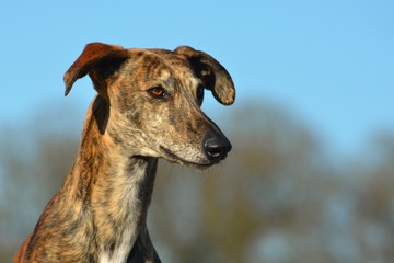 Galgo Espanol Portrait