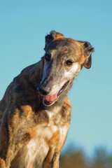 Galgo Espanol Portrait