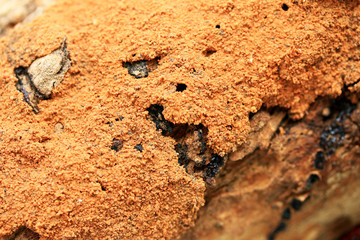 Termite on tree