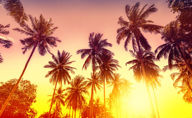 Panele Szklane Podświetlane  Golden sunset, nature background with palms.