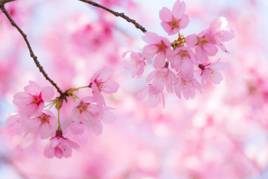 満開の陽光桜