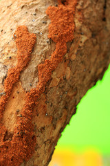 Termite on tree