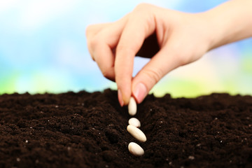 Female hand planting white bean seeds in soil on blurred background