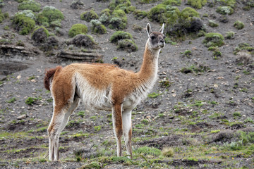 Guanaco - Lama guanicoe - Torres del Paine - Patagonia - Chile