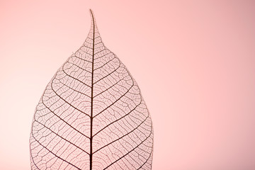 Skeleton leaf on pink background, close up