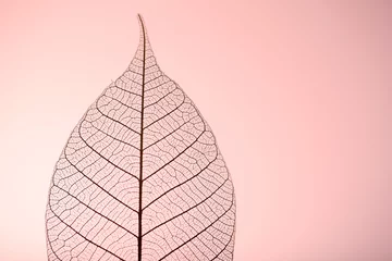 Acrylic prints Decorative skeleton Skeleton leaf on pink background, close up