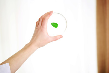 Woman holding Petri dish with green leaf, close up