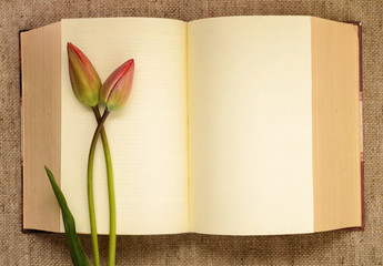 Two bud tulips on open book