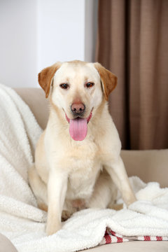 Cute dog on sofa, on home interior background