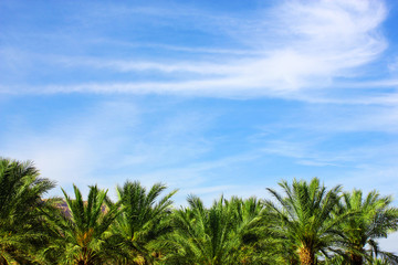 Fototapeta na wymiar Palm tree on blue sky background