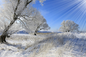 trees in hoarfrost