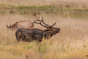 Bull Elk Bugling