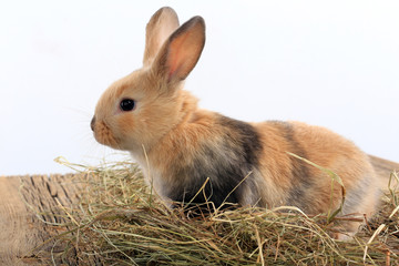 bunny rabbit