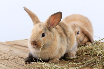 pair of rabbits