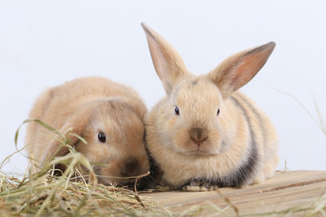 pair of rabbits