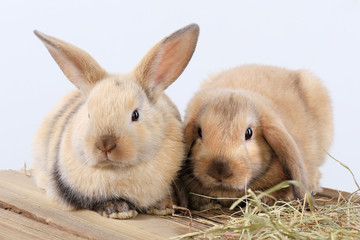 pair of rabbits