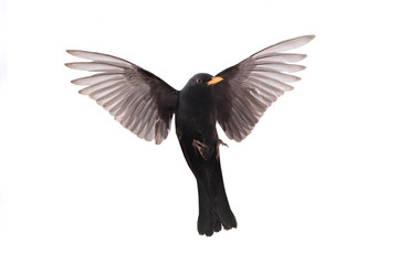 Obraz premium blackbird