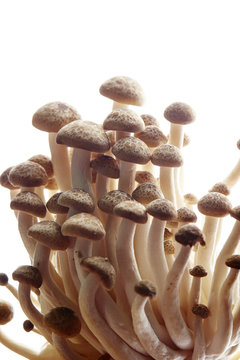  Mushrooms 