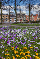Colorful crocuses at the Ossenmarkt in Groningen