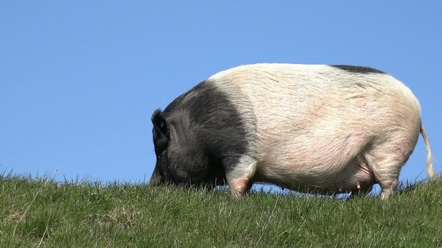 schwein auf der wiese am grasen
