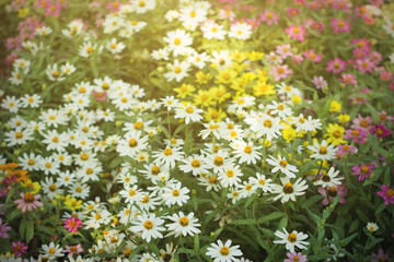 flowers closeup vinatge look