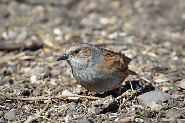 Dunnock (Prunella modularis)
