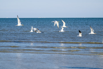 Royal Terns and Laughing Gulls in Flight Over the Ocean