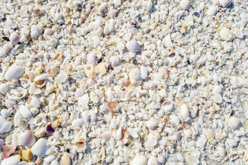 Seashell Textures